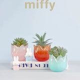Miffy Tulip Series containers used as decorative planters with succulents and small plants